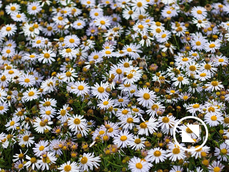 Blumen und Pflanzen aus der Natur oder dem heimischen Garten