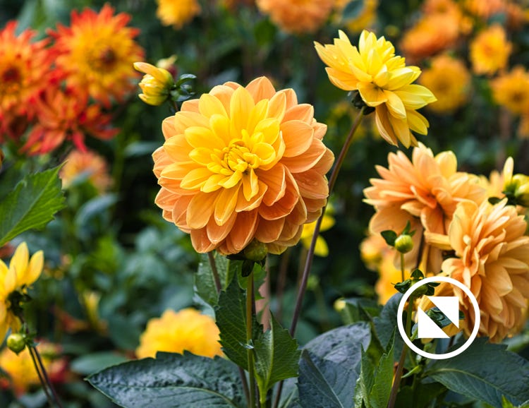 Blumen und Pflanzen aus der Natur oder dem heimischen Garten