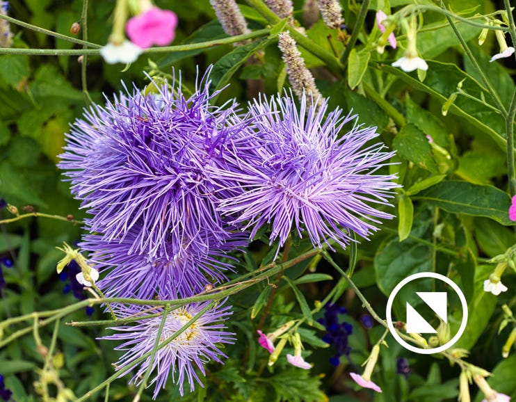 Blumen und Pflanzen aus der Natur oder dem heimischen Garten