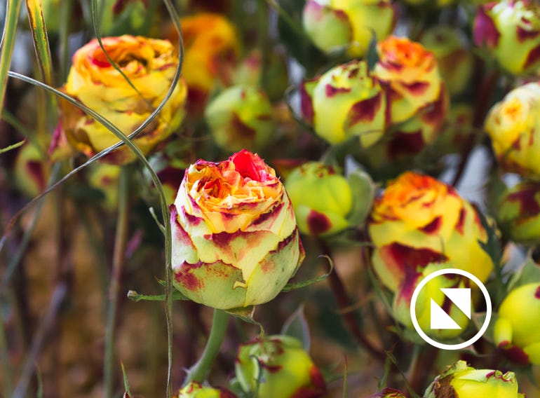 Blumen und Pflanzen aus der Natur oder dem heimischen Garten