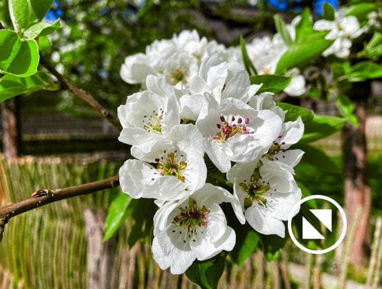Blumen und Pflanzen aus der Natur oder dem heimischen Garten