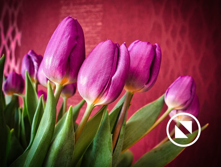 Blumen und Pflanzen aus der Natur oder dem heimischen Garten